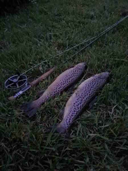 A Brace of Brown Trout