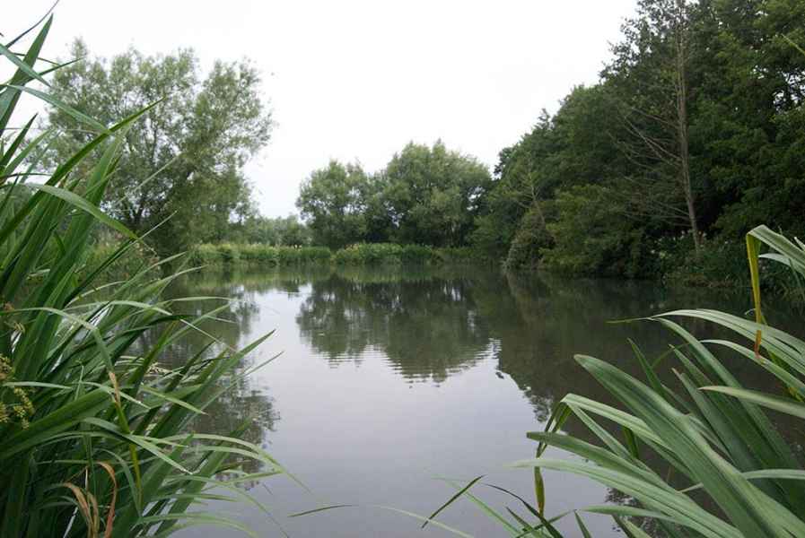 Coltsford Mill - Willow Pool