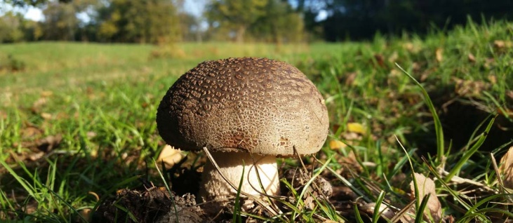 bushcraft-foraging-autumn-fungi