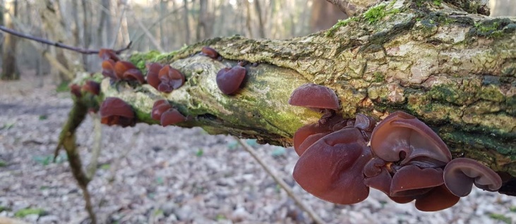 bushcraft-foraging-autumnal-fungi