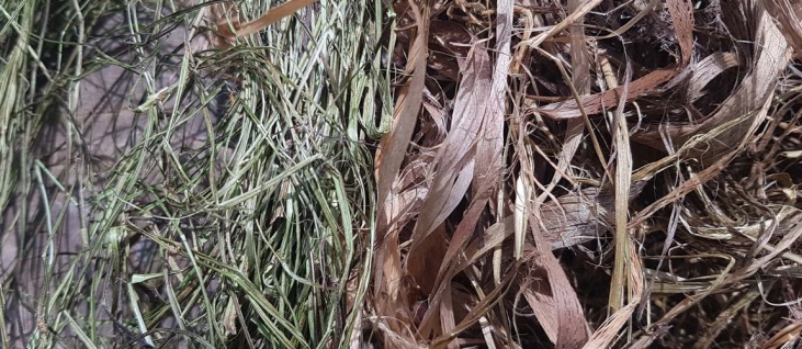 bushcraft-foraging-spring-cordage