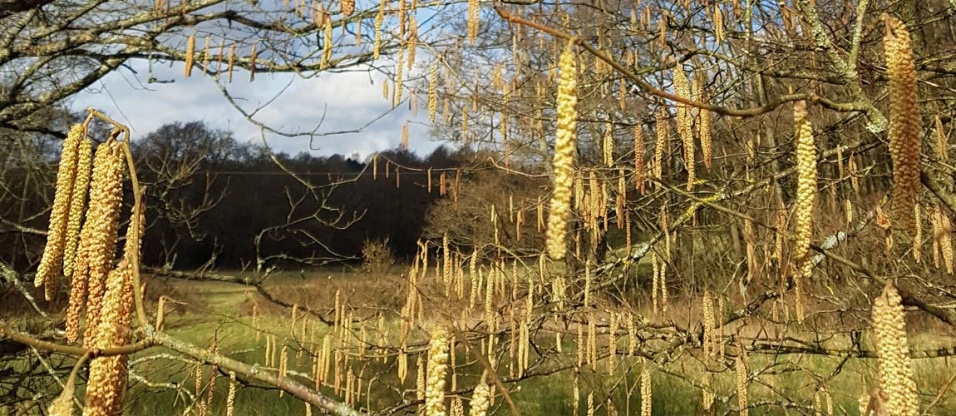 bushcraft-foraging-winter-tree-identification